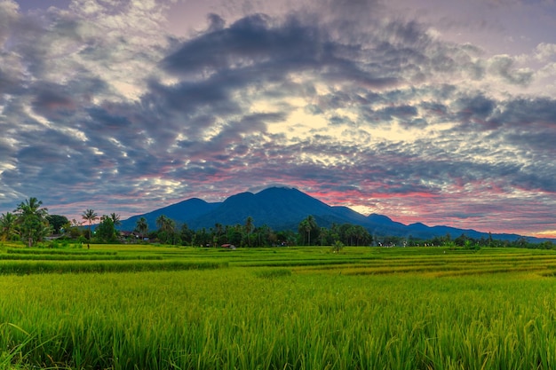 Morning panorama of Indonesian nature vast stretches of rice fields