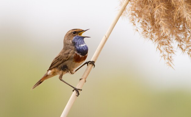 Morning on the river male Bluethroat sings sitting on a reed