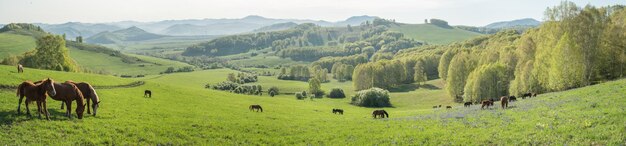 Morning rural landscape horses graze in a spring meadow panoramic view