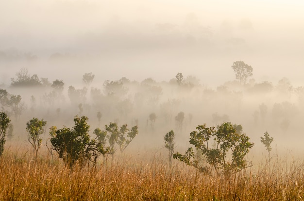 Morning sky in the national park forest with blurred pattern background