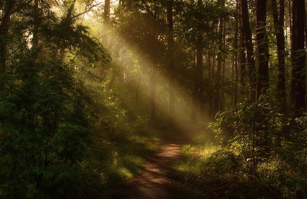 Morning Sun rays awaken nature