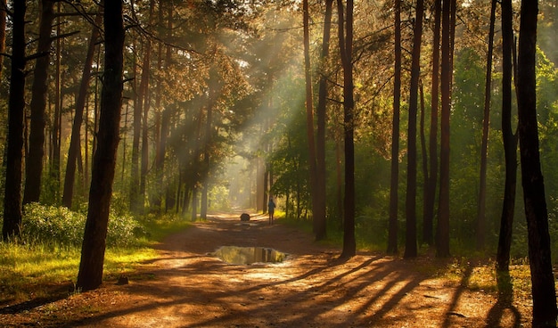 Morning Sun rays awaken nature