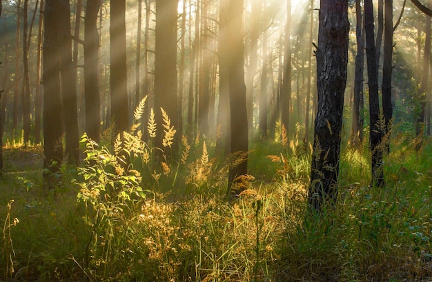 Morning Sun rays awaken nature