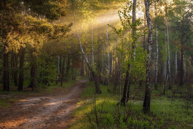 Morning Sun rays awaken nature