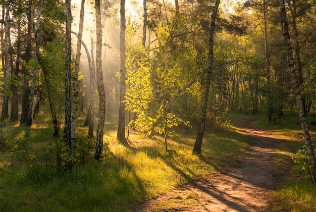 Morning Sun rays awaken nature