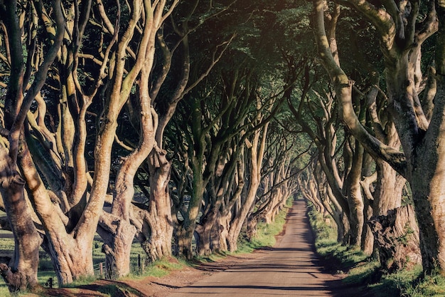 Morning sunlight in beech alley The Dark Hedges County Antrim in Northern Ireland UK