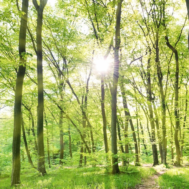 Morning in sunny forest with green trees