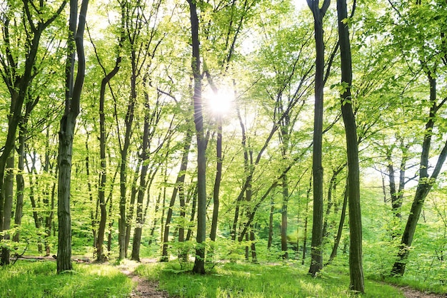 Morning in sunny forest with green trees