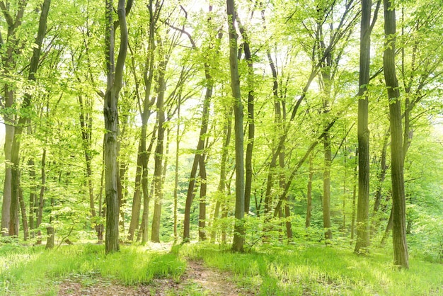 Morning in sunny spring forest with sun and green trees