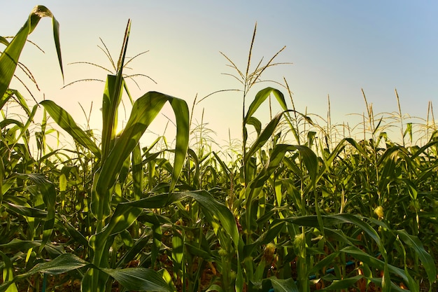 Morning sunrise over the corn field