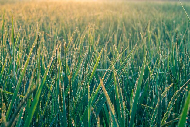 Morning sunshine in lush green fields.