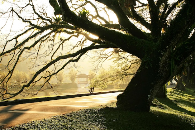 Morning Taiping Lake Garden