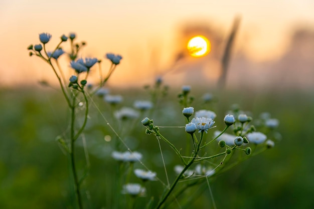 Morning time in the meadow, sunrise on an early summer morning. Meadow plants close-up and rising sun on the background. Beautiful morning on the nature.