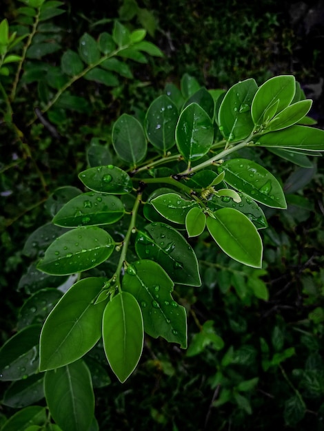 morning vibes tropical green leaves background