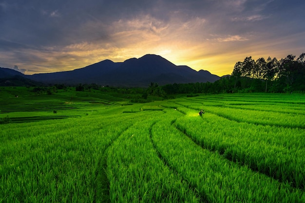 Morning view on the day when farmers work spraying rice