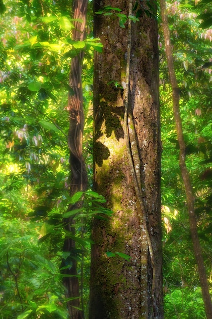 Morning view of sunrise in green lush forest