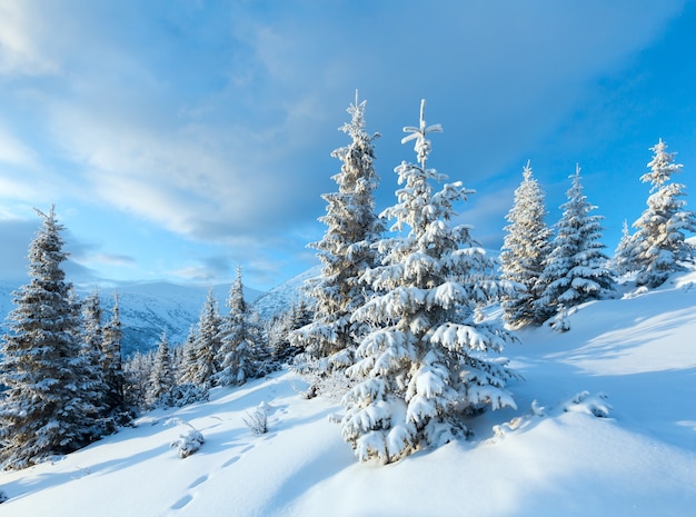 Morning winter mountain landscape with snow covered fir trees in front.