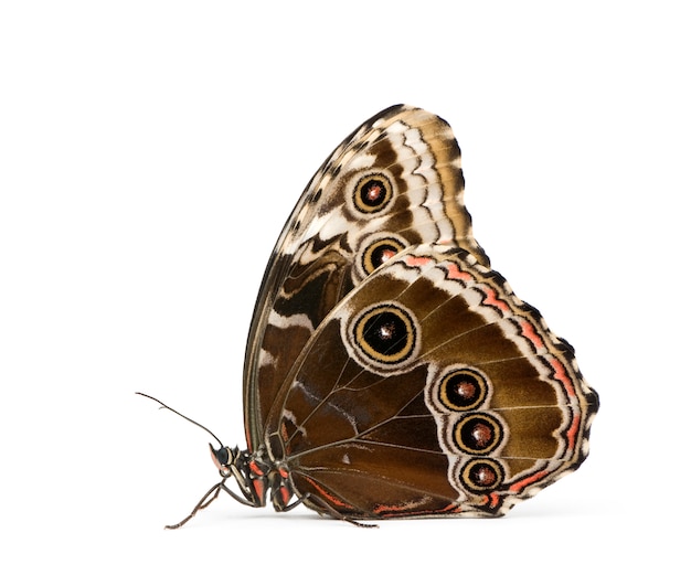 Morpho peleides butterfly in on a white isolated