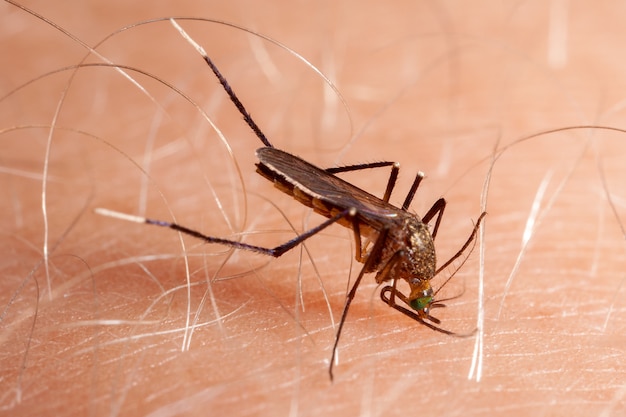 Mosquito biting human skin - drinking blood