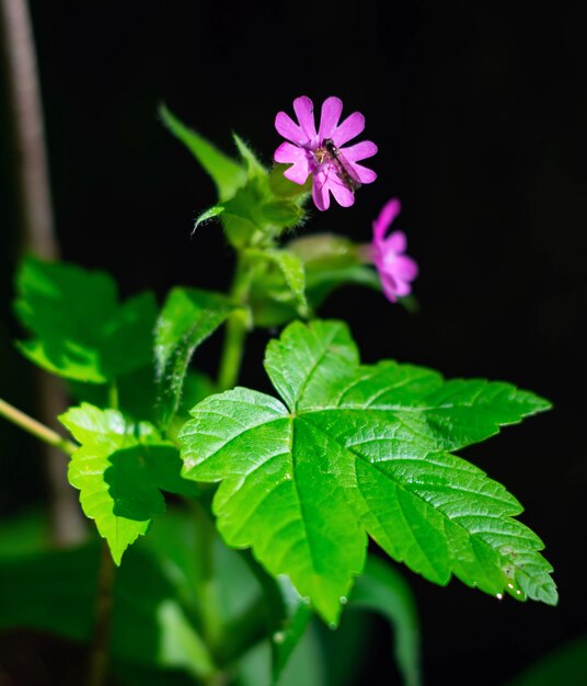 Mosquito collects water from a pink flower in early spring.