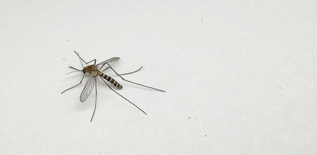 Photo mosquito isolated on white paper background aedes aegypti mosquito close up a mosquito malaria