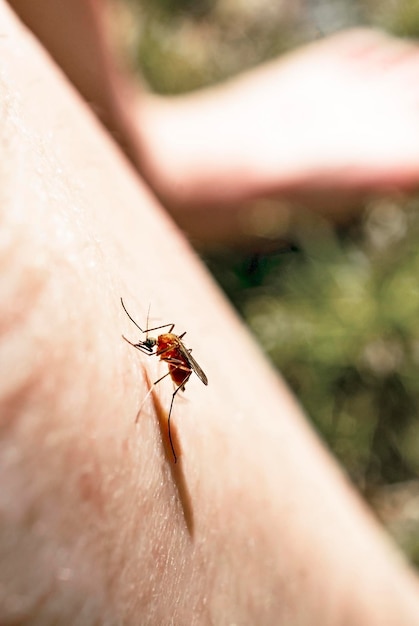 Mosquito sits on a human body and drinks blood