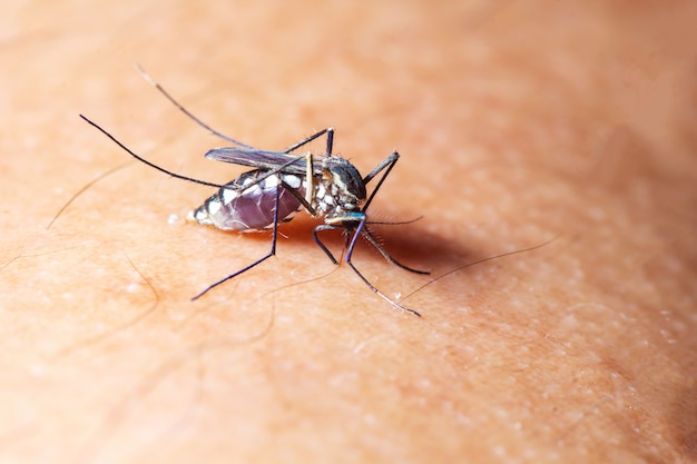 Mosquito sucking blood on human skin