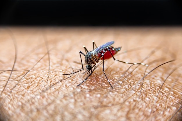 Mosquito sucking blood on Human skin.