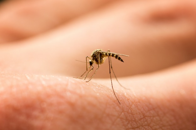 Mosquito sucks blood on the arm, annoying pest, harmful insect