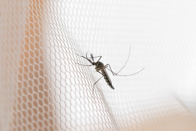 Mosquito on white mosquito wire mesh, net.Mosquito disease is carrier of Malaria