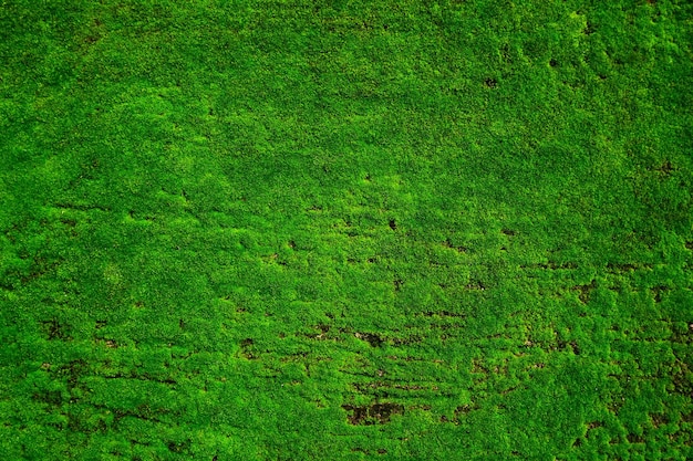 Moss background, Moss texture. Green moss on grunge texture, background, Beautiful green moss close