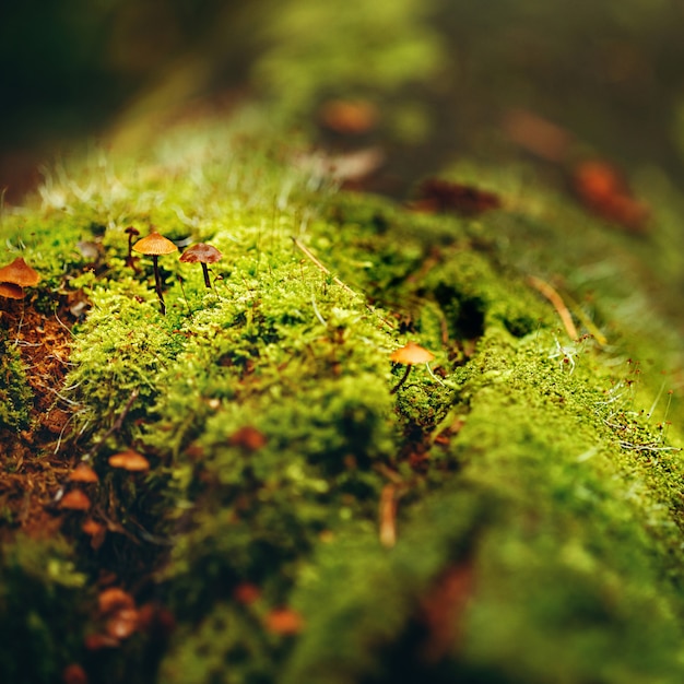 Moss Close Up View with Little Mushrooms