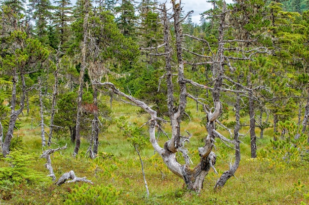 Moss covered forest path in Alaska