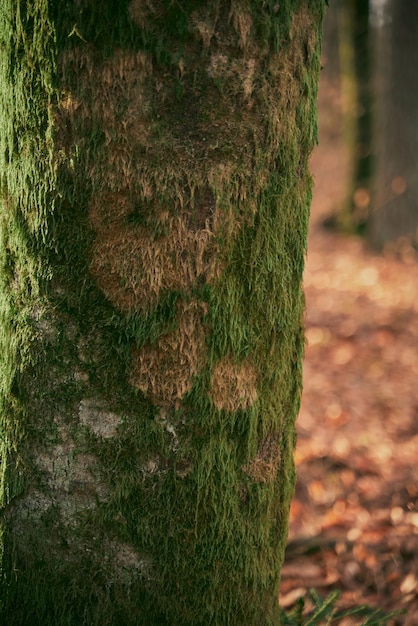 Moss covered tree trunk closeup Moss cover on tree bark background Closeup moss texture on tree surface