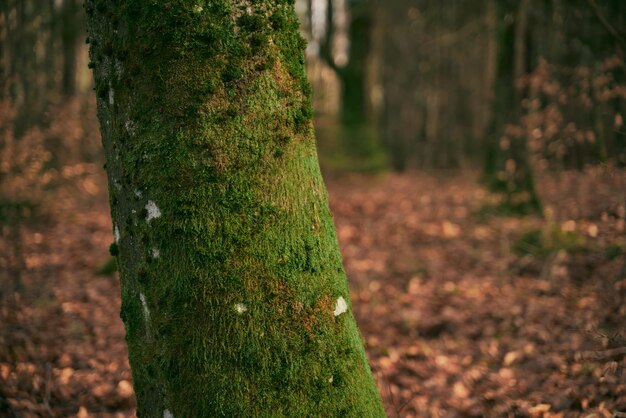 Moss covered tree trunk closeup Moss cover on tree bark background Closeup moss texture on tree surface