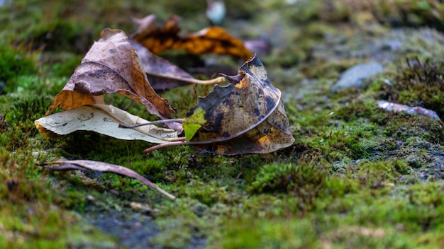 Moss and fallen colorful autumn leaves in the forest The texture of moss in closeup The northern side of the tree trunk is covered with a thick layer of moss autumn background