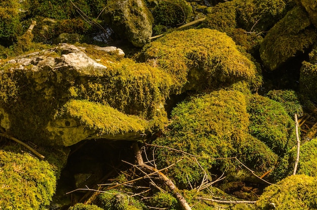 Moss on forest floor