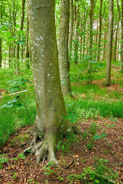 Moss growing on beech trees in remote forest environmental conservation and nature reserve Woods with damp algae and fungal growth with lush green plants in a quiet countryside landscape in Germany