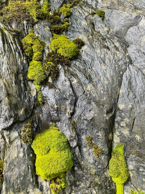 Photo moss growing on a gray stone surface creating a contrast between vibrant green and rocky texture