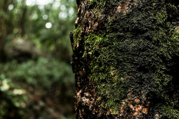 Moss grows heavily on the bark of this tree in the rain forest background