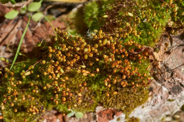 Photo moss grows on an old brick in a garden plot spring