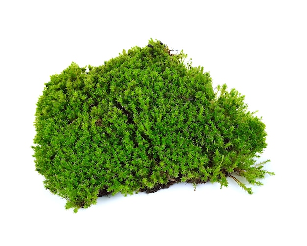 Moss isolated on white