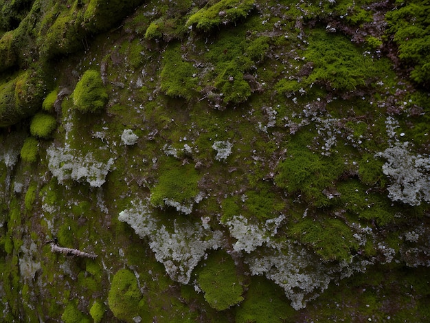 Photo moss and lichen texture zoomed green earth ground