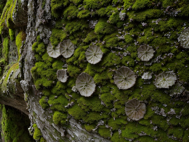 Photo moss and lichen texture zoomed green earth ground