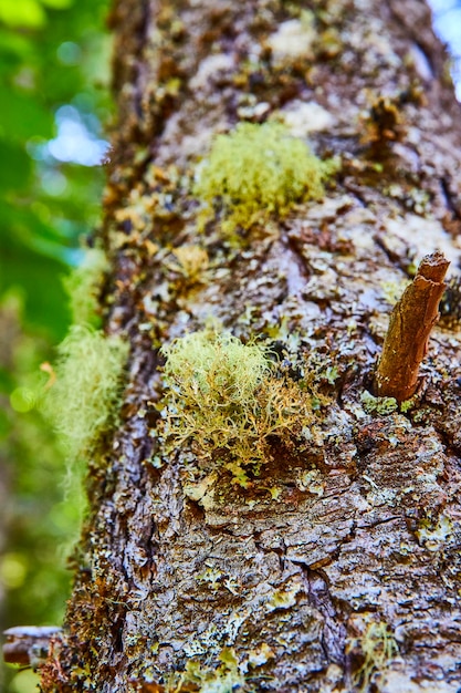 Photo moss and lichen on tree bark closeup in columbia gorge