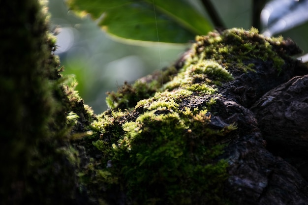 moss.Moss plant