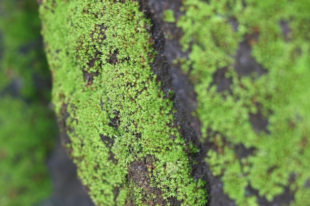 Moss on the stone background