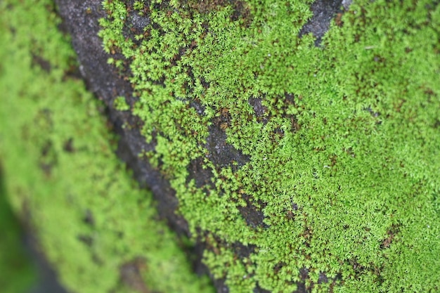 Moss on the stone background