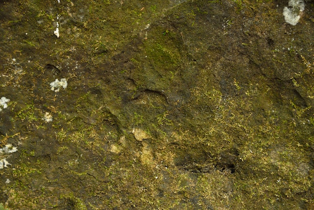 Moss on stone in nature