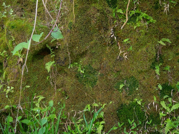 Moss on a stone wall Plants grow on an old stone wall Old masonry Remains of ancient architecture